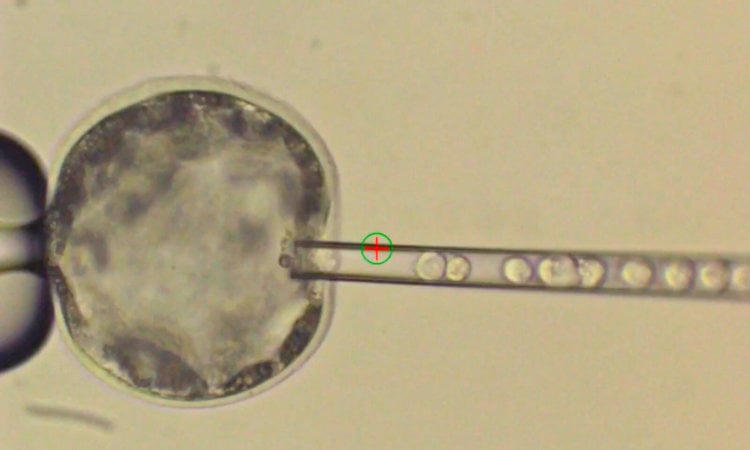 Учёные создали первый жизнеспособный эмбрион гибрида человека и свиньи. Фото.