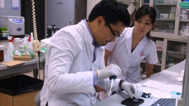 Японские генетики вырастили поджелудочную железу мыши в теле крысы