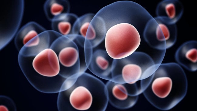 Cтволовые клетки изменят медицину навсегда