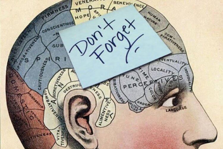 Мозг слишком сложен. Фото.