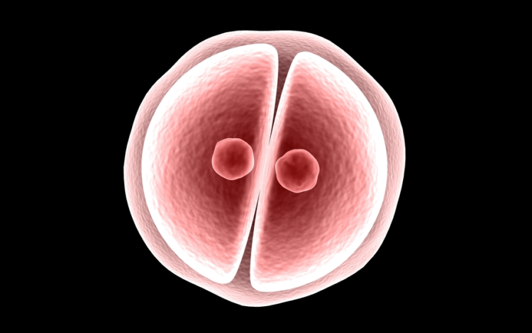 Ученые поддержали генетическую модификацию человеческих эмбрионов. Фото.