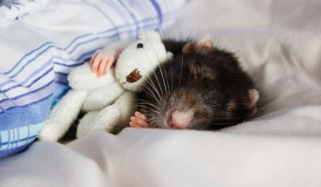 Ученые нашли переключатели сна в мозге мыши. Фото.