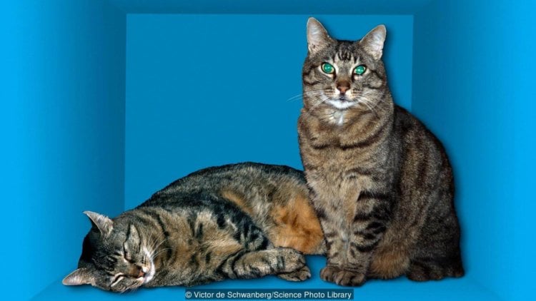 Между сознанием человека и квантовой физикой есть странная связь. Может быть знаменитый кот Шредингера был таким? Фото.