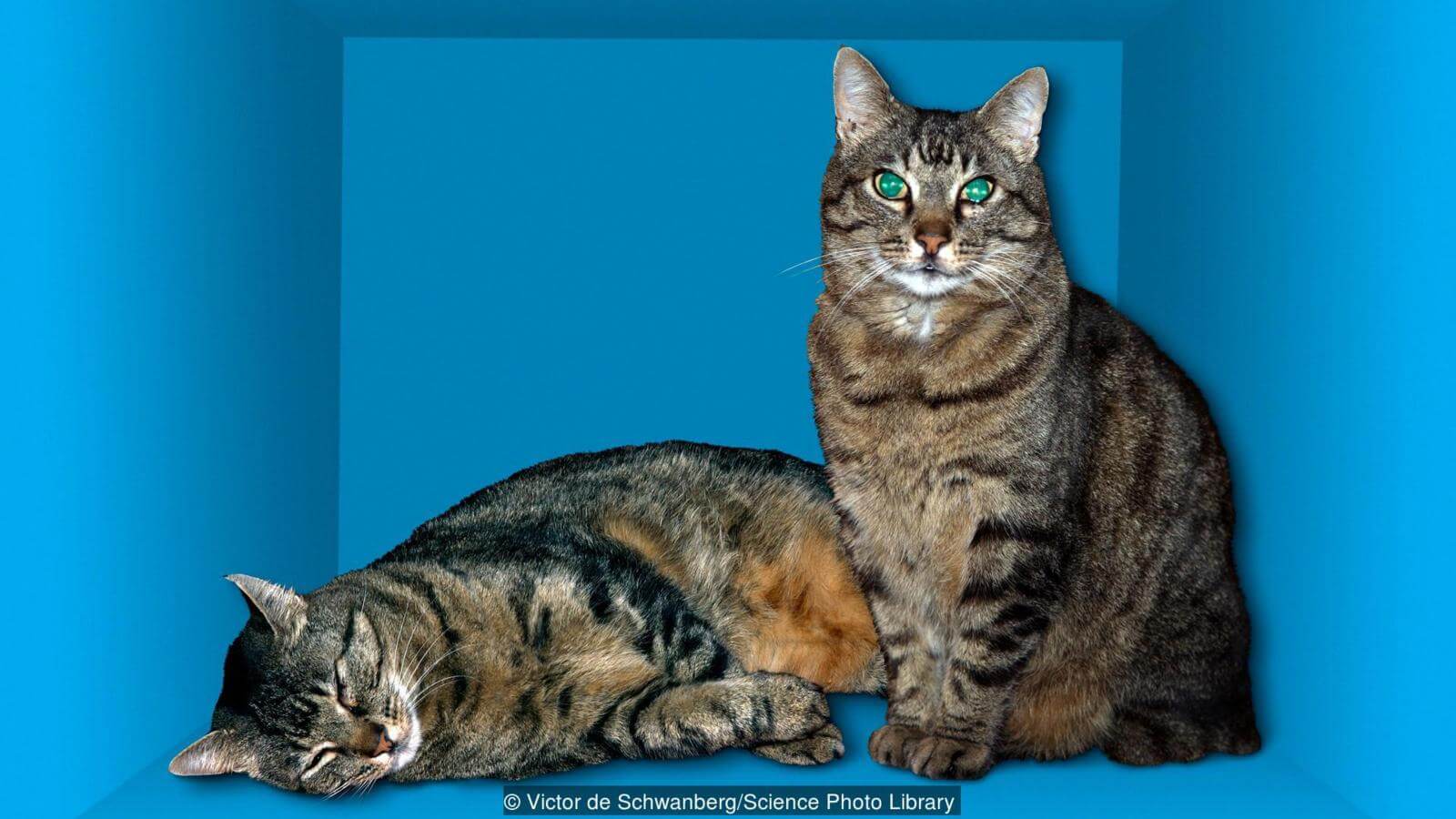 Между сознанием человека и квантовой физикой есть странная связь. Может быть знаменитый кот Шредингера был таким? Фото.