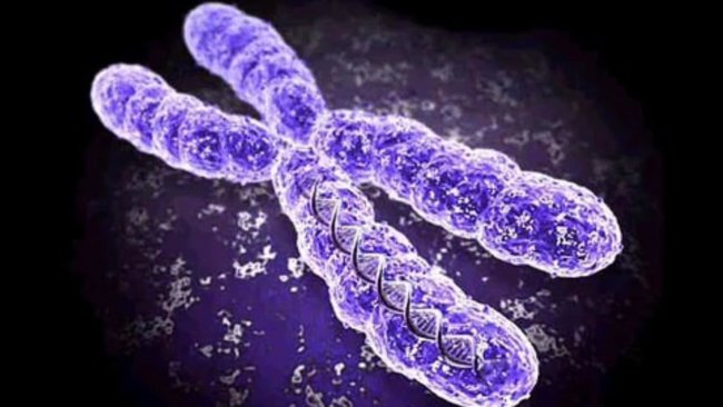 Российские ученые разработали новую технологию выявления хромосомной нестабильности. Фото.