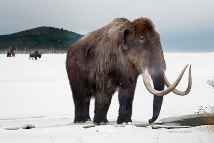 Хотели бы вживую посмотреть на этого красавца? Фото.