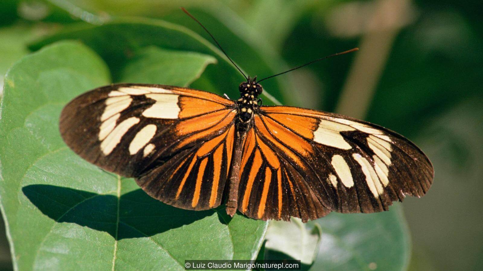 Не все насекомые противные. Фото.