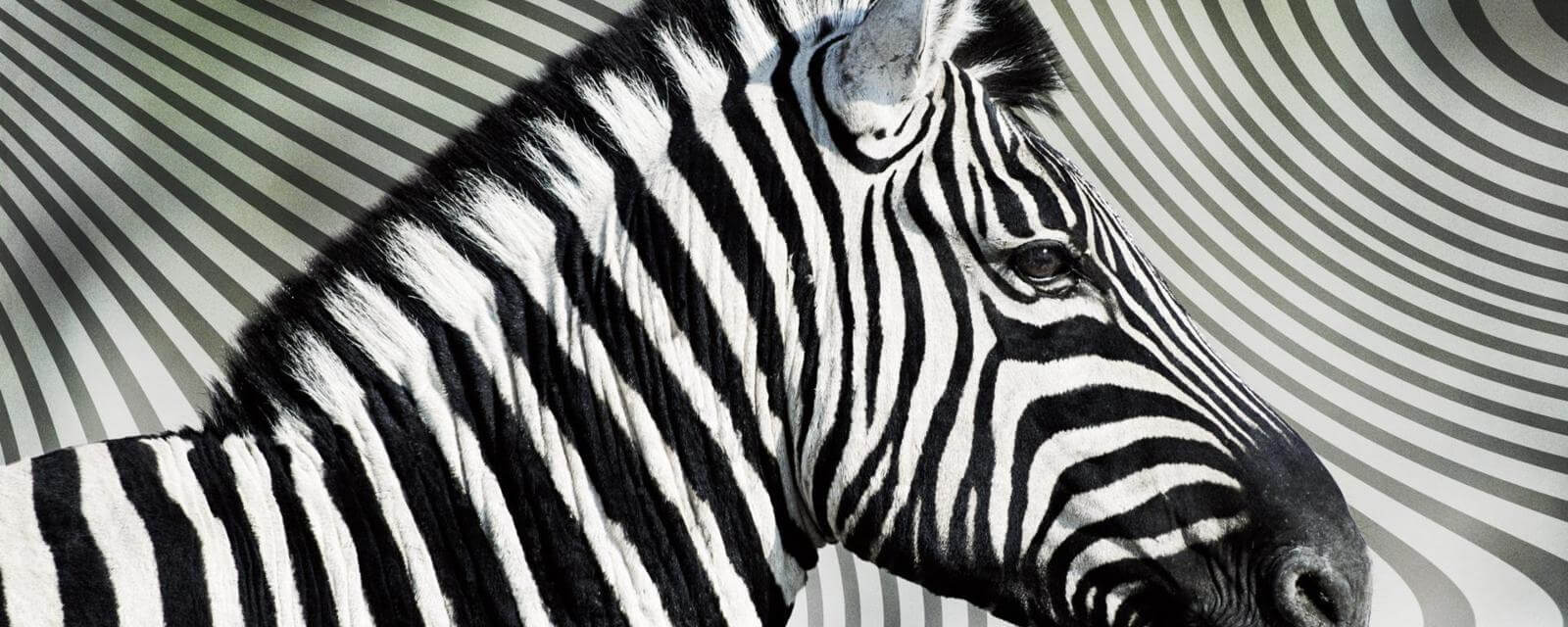 Самое монохромное животное. Фото.