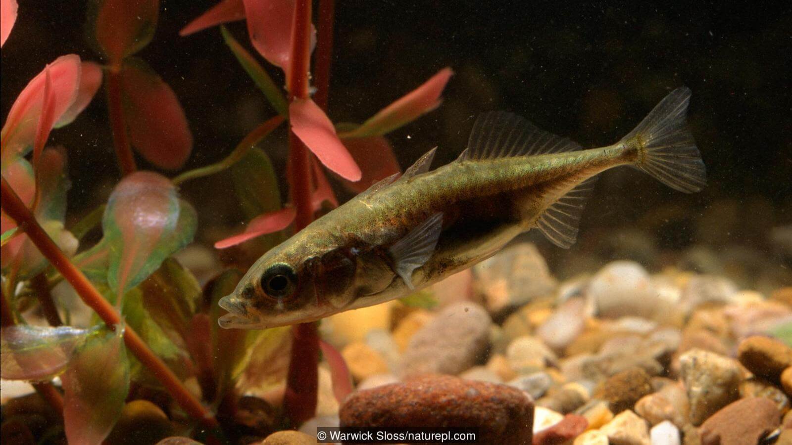 Этот малыш тоже может помочь в исследованиях. Фото.