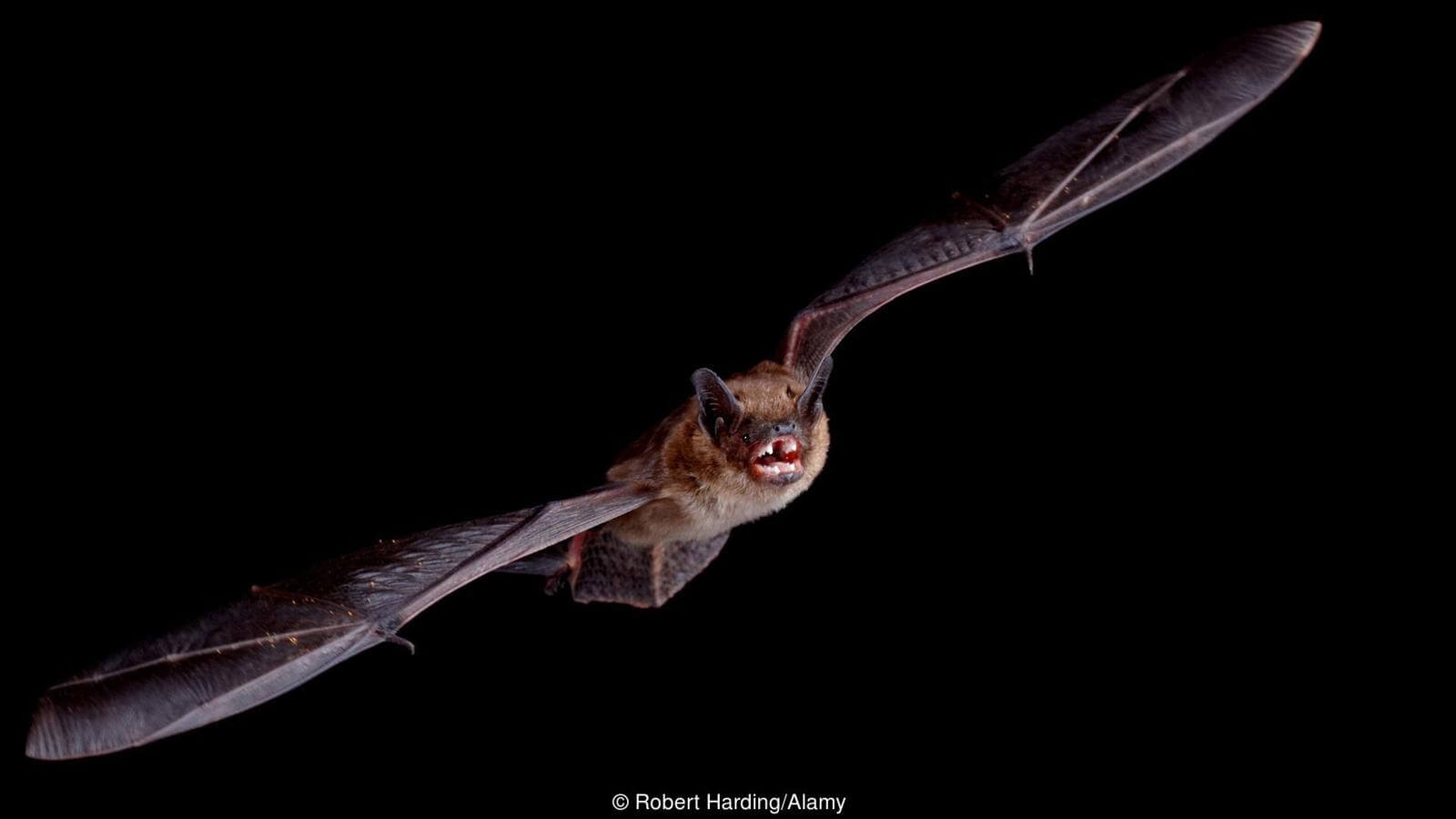 Настоящий хозяин ночи. Фото.