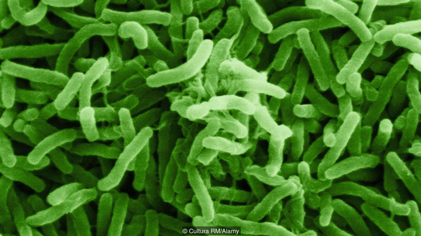 Чего только не создаст природа. Фото.