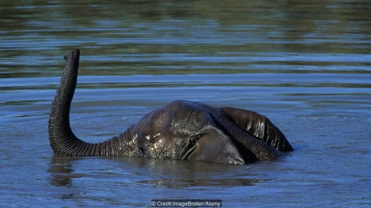Жестокие эксперименты показали, что большинство млекопитающих умеет плавать. Умеют ли слоны плавать? Фото.