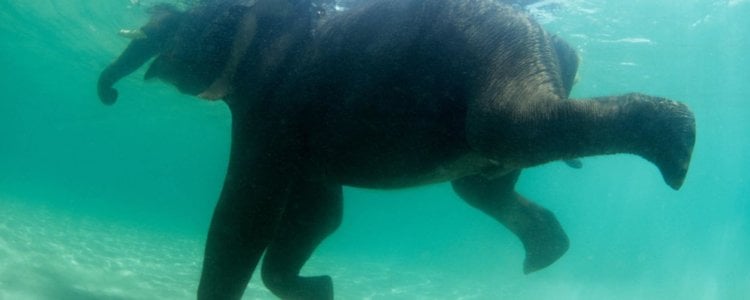 Жестокие эксперименты показали, что большинство млекопитающих умеет плавать. Фото.