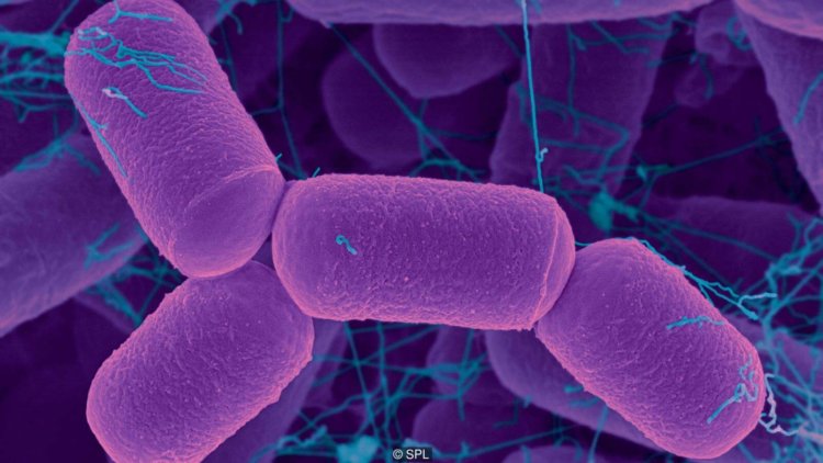 Микробы вашего тела, без которых вы не можете жить. Фото.