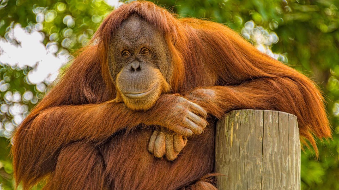 Смена рациона питания могла сделать мозг большим. Фото.