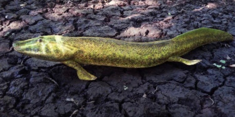 Мыслить по-новому. Возможно, это один из наших ооооочень далеких родственников. Фото.