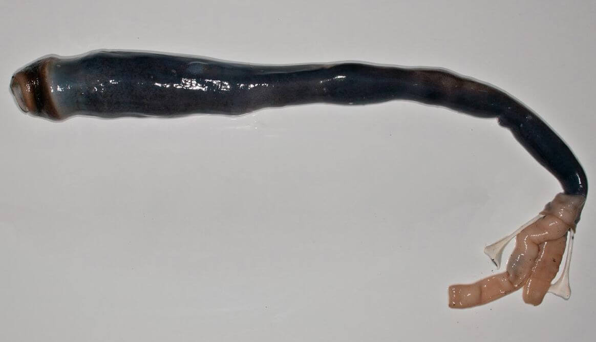 Учёные открыли новый жуткий вид моллюсков. Фото.