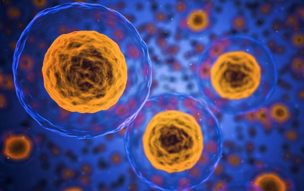 Эликсир молодости кроется в наших клетках? Фото.