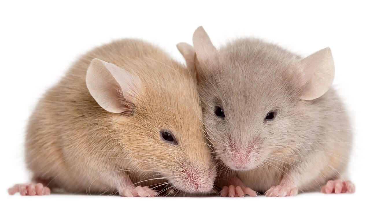 Старых мышей омолодили при помощи нового препарата. Секрет вечной молодости. Фото.