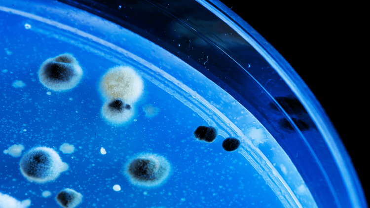 Создан препарат, заставляющий опасные бактерии разрушать собственную ДНК. Фото.