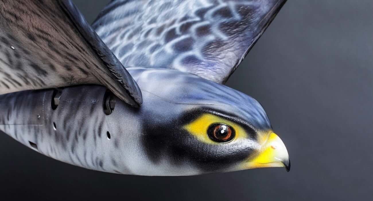 Роботизированный сокол приступил к работе в одном из аэропортов Канады. Фото.