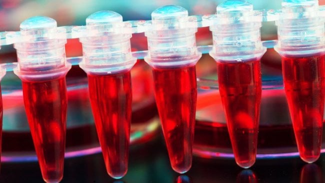 Ученые подобрались к секрету создания неисчерпаемых донорских клеток крови в лаборатории. Фото.