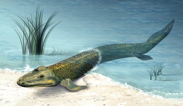 Найдено недостающее звено эволюции между рыбами и амфибиями. Фото.