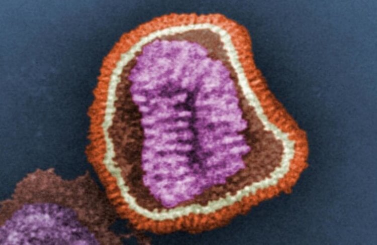 Компьютерное проектирование противовирусных белков может предупредить очередную пандемию. За пределами иммунитета. Фото.