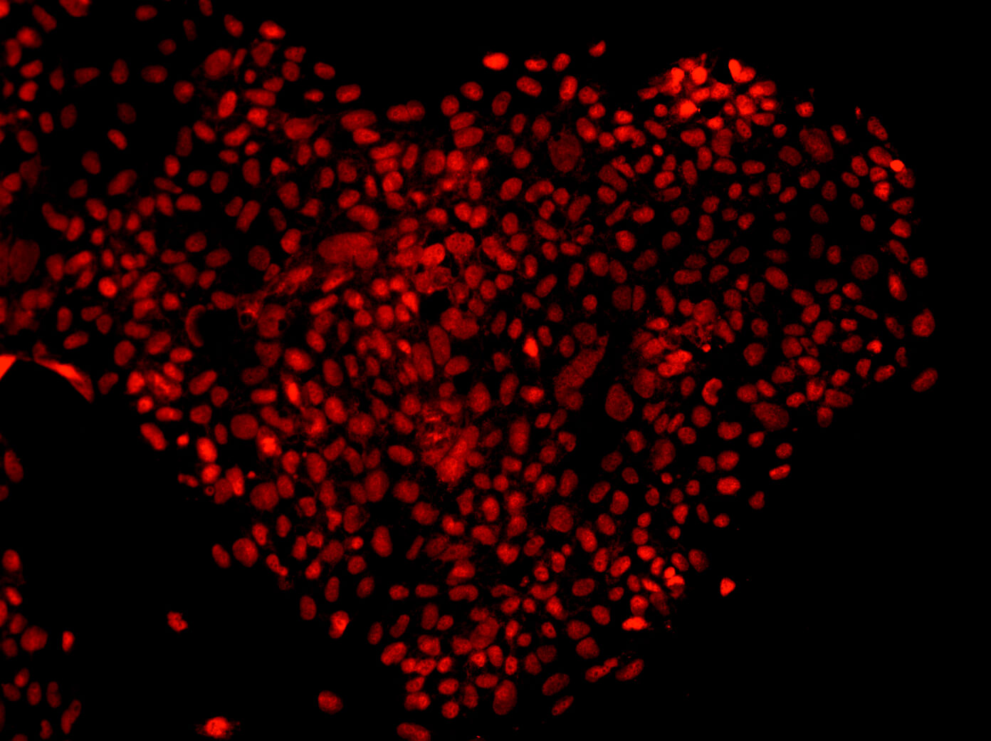 Ученые научились программировать клетки. Фото.