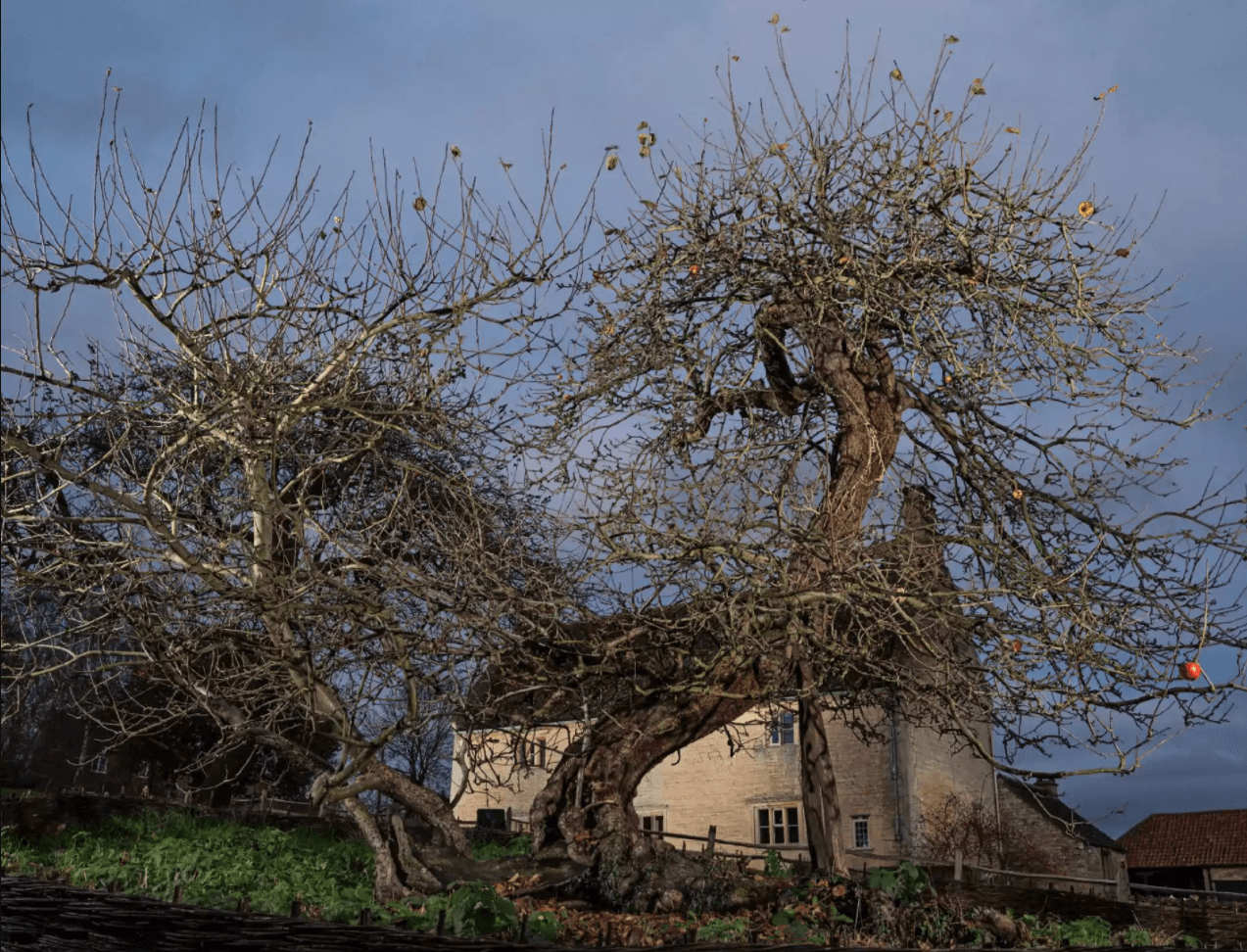 Что делает гения гением? Это дерево, оно как наш мозг. Фото.