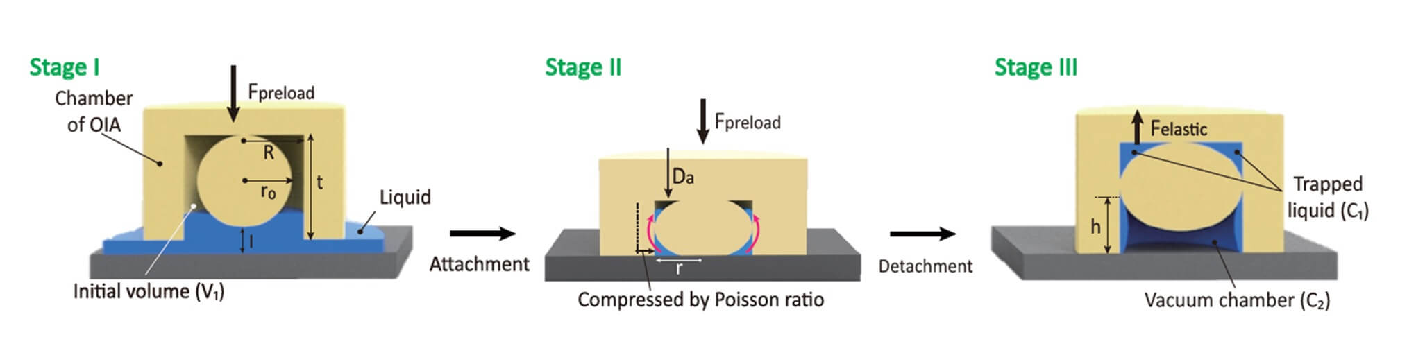 Осьминог вдохновил учёных на создание подводной клейкой ленты. Фото.