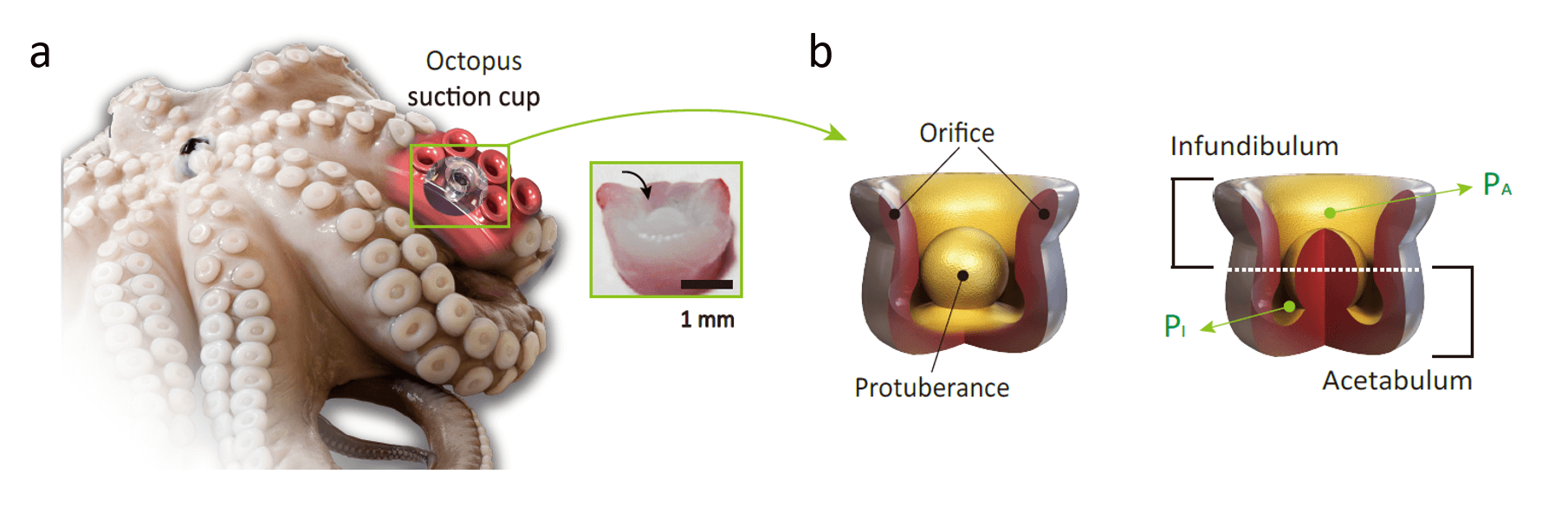 Осьминог вдохновил учёных на создание подводной клейкой ленты. Фото.