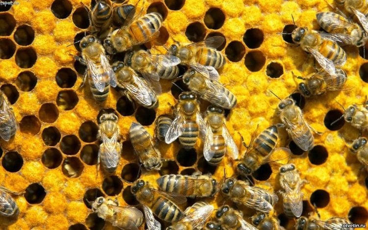 10 вещей, которые пропадут навсегда, если исчезнут пчелы. Пчелы важнее, чем кажутся. Фото.
