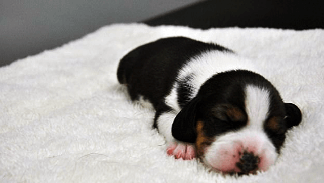 В Китае вывели первую в мире генно-модифицированную клонированную собаку. Фото.