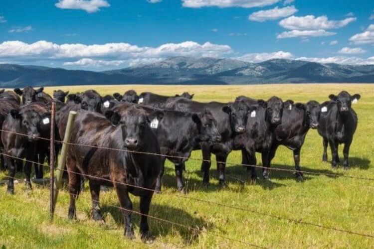 Мясная промышленность будет под угрозой. Фото.