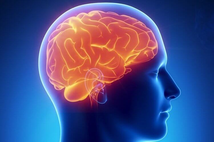 Какие дополнения мозга можно реализовать? Мозг крут и технологичен. Стоит ли его трогать? Фото.