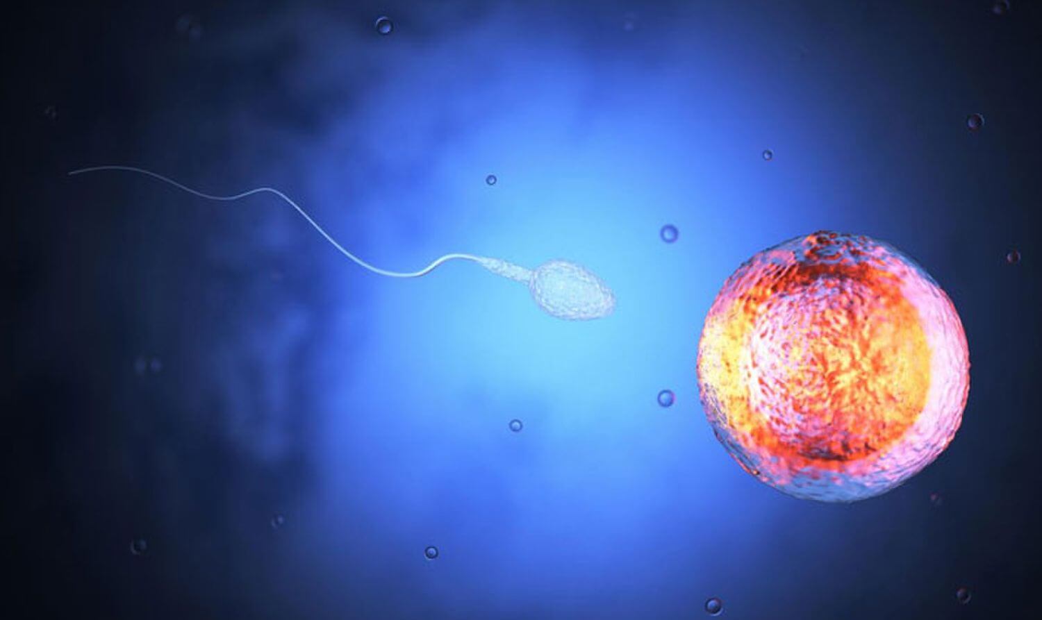 Репродуктивность западных мужчин за последние 50 лет снизилась вдвое. Фото.