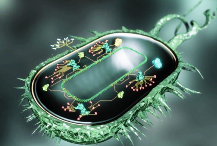 Ученые создали «бактерий-киборгов». Фото.