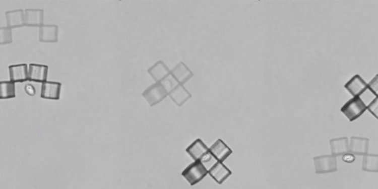 Микроботы-оригами изловили дрожжевую клетку. Фото.