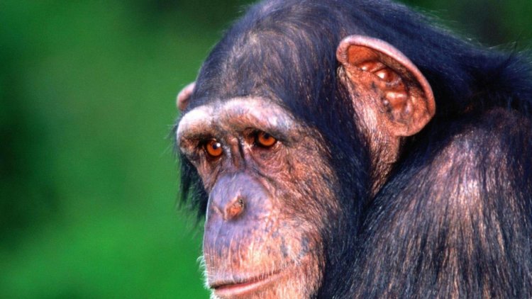 Болезнь Альцгеймера обнаружили у шимпанзе. Фото.