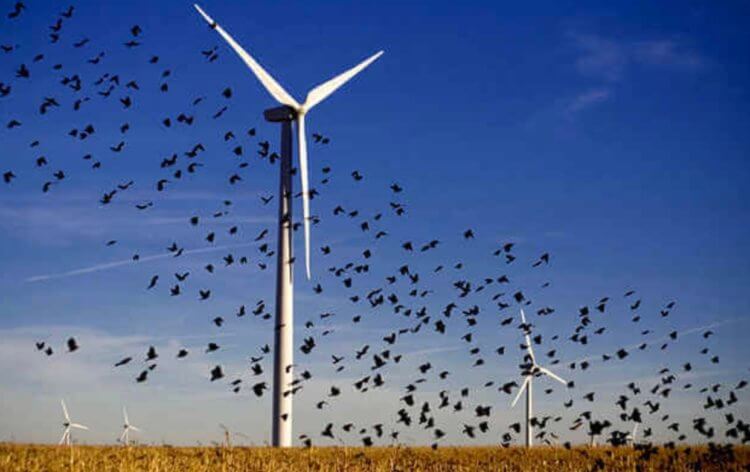 Ветряные и солнечные фермы убивают дикую природу. В ветряках есть не только польза. Фото.