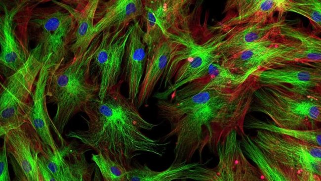 Учёные научились превращать клетки в стволовые с помощью антител. Фото.