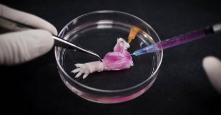 Крысиная конечность. Фото.