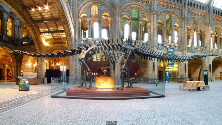 Что было бы с динозаврами, если бы они не вымерли? Сейчас они есть только в музеях. Фото.