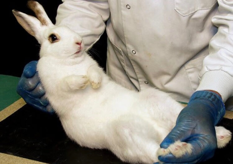 А как к этому отнесся сам кролик? Фото.