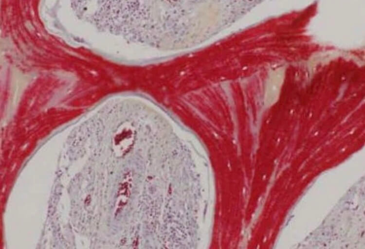 Свинные кости выращивали в лаборатории. Фото.