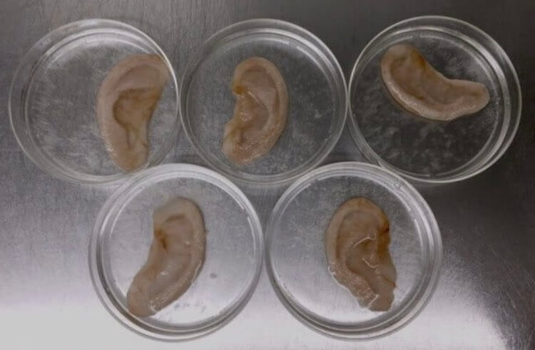 Ткани человека можно вырастить используя яблоки. Фото.