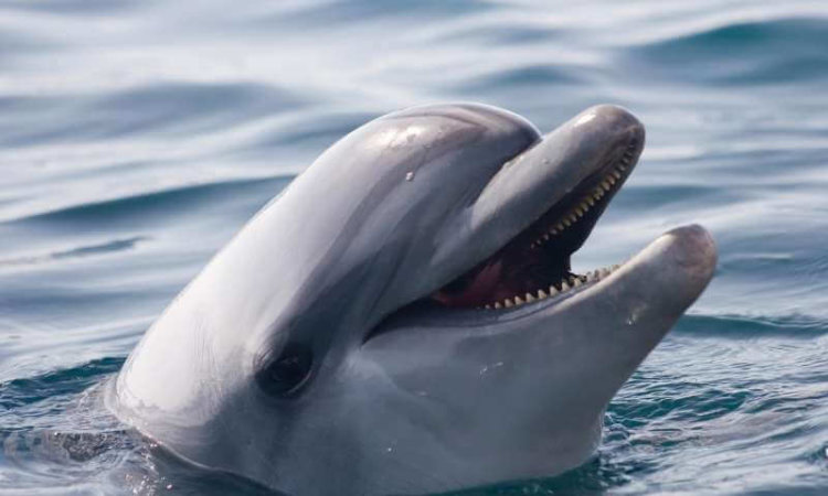 У китов и дельфинов обнаружили «почти человеческие» культуру и общество. Фото.
