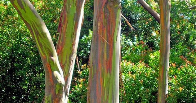 10 природных явлений, в существование которых вы не поверите. Радужные деревья. Фото.