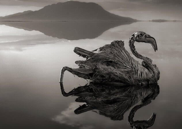 10 природных явлений, в существование которых вы не поверите. Озеро, превращающее в камень. Фото.